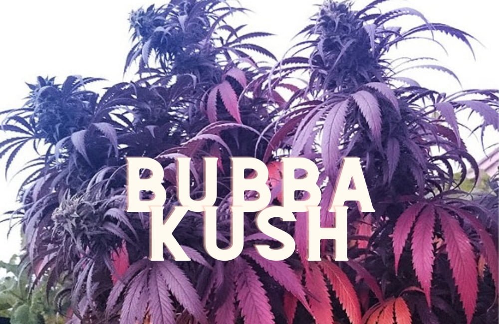 Bubba Kush Effect Taste Story Price Seeds