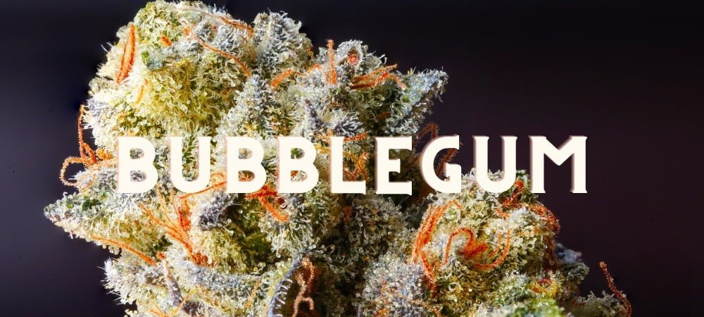 Bubblegum Cannabis Weed Marijuana Gusto Effetti Prezzo Costo Semi