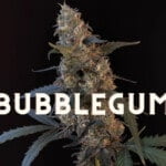 Bubblegum Effect Taste Story Price Seeds