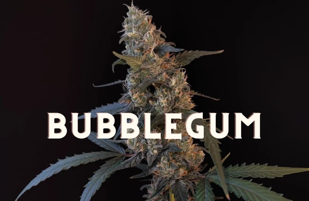 Bubblegum Effect Taste Story Price Seeds