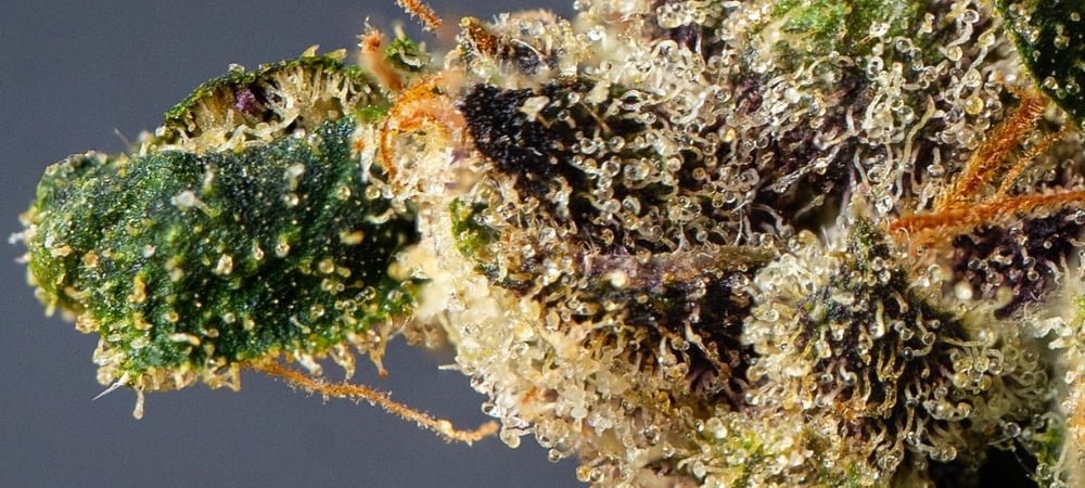 Cali U.s.a Cannabis Weed (1)