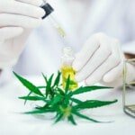 Cannabinoidi, Terpeni E Flavonoidi Cannabis