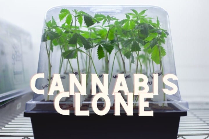 Cannabis Clone Marijuana Weed Indoor Grow