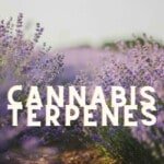 Cannabis Terpenes How To Maximize