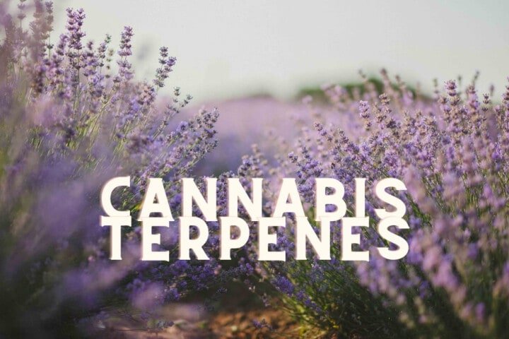 Cannabis Terpenes How To Maximize
