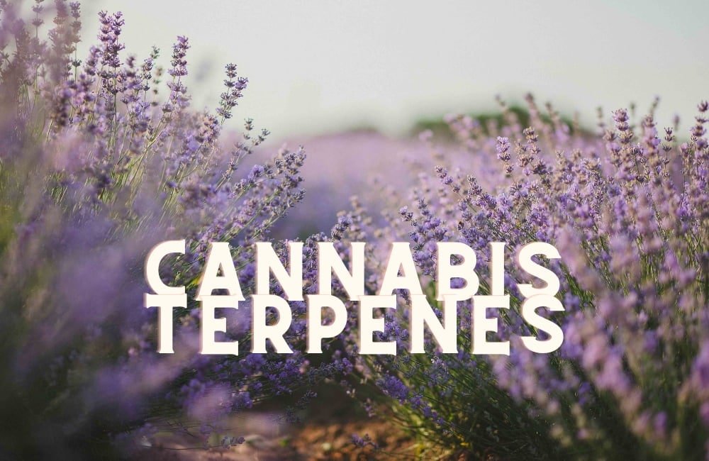 Cannabis Terpenes How To Maximize