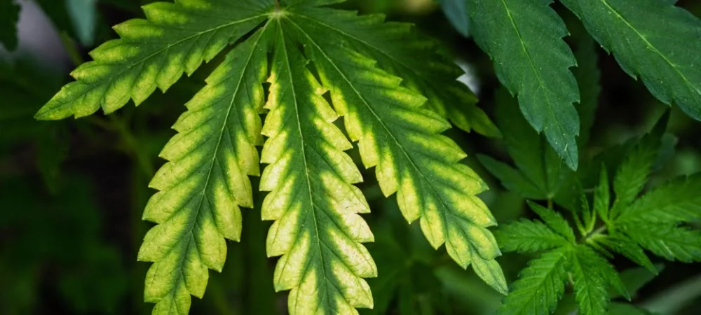 Deficiencies Symptoms in Weed Plants - Annibale Seedshop