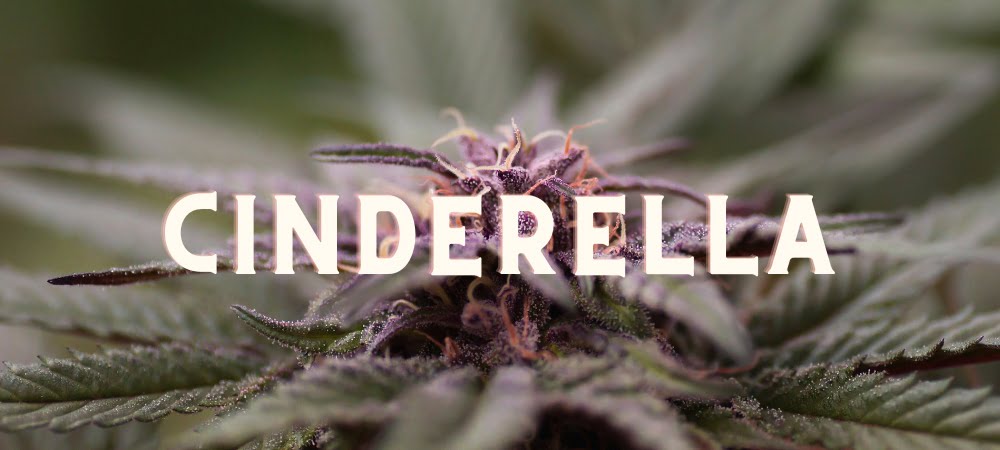 Cinderella Cannabis Erba Gusto Effetti Prezzo Costo Semi (1)