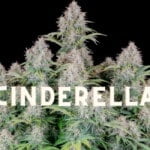 Cinderella Effect Taste Story Price Seeds