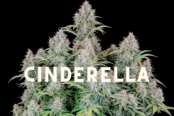 Cinderella Effect Taste Story Price Seeds