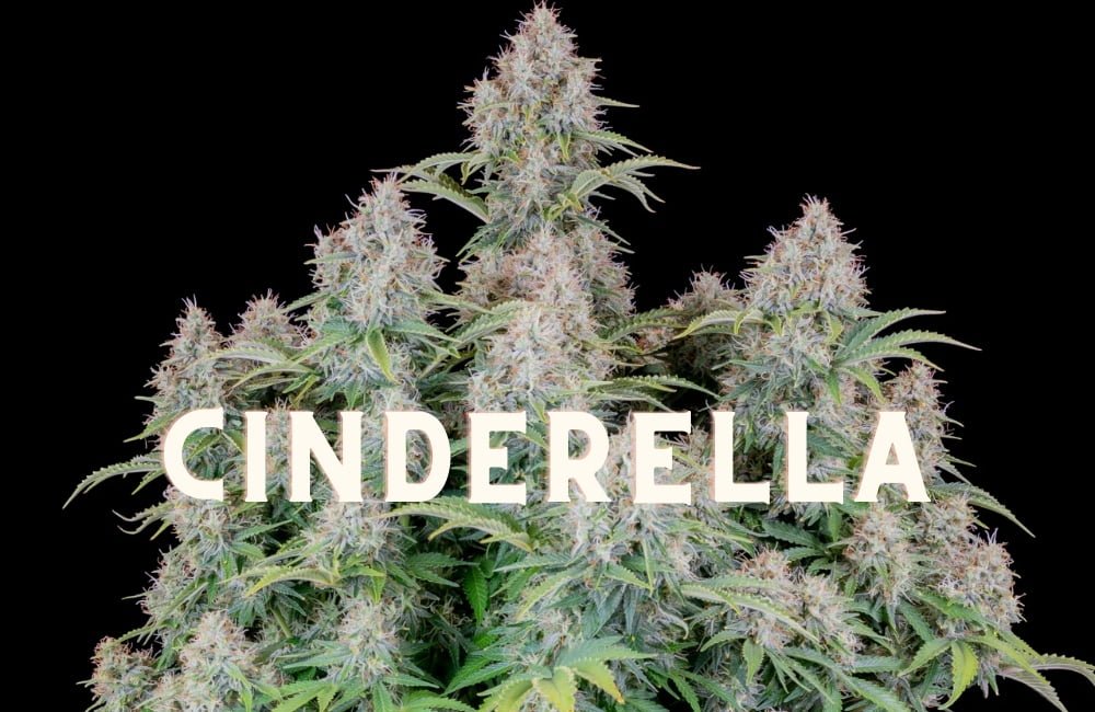 Cinderella Effect Taste Story Price Seeds