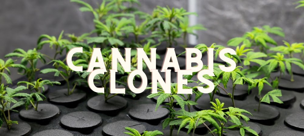 Come Clonare Cannabis Erba Marijuana Talea