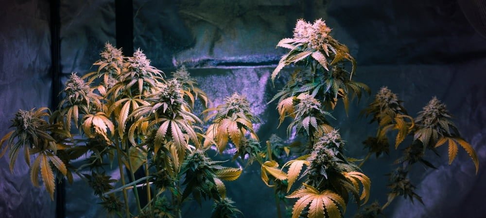 Come Coltivare Cannabis Indoor