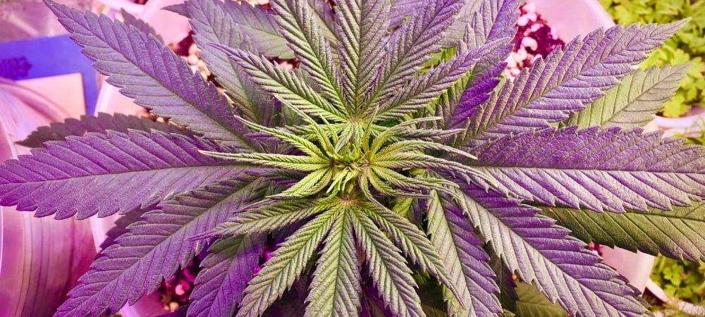 Come Coltivare Cannabis Indoor Erba Marijuana