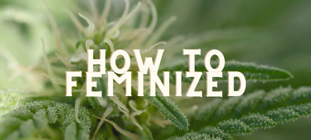 Come Produrre Semi Femminizzati Cannabis Erba Marijuana