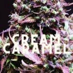 Cream Caramel Effect Taste Story Price Seeds