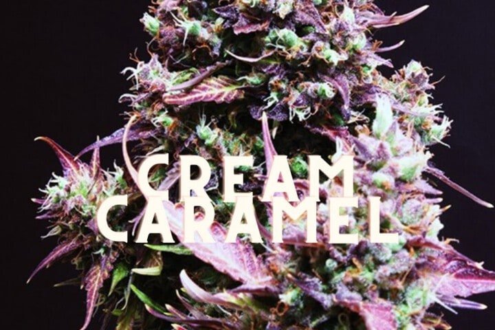 Cream Caramel Effect Taste Story Price Seeds