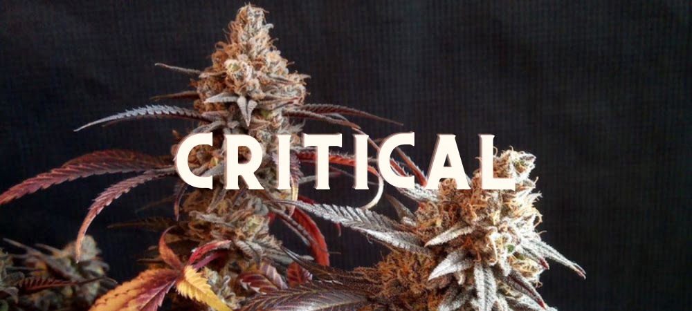 Critical Cannabis Erba Gusto Effetti Prezzo Costo Semi