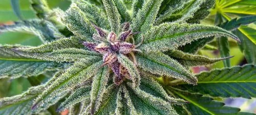 Critical Cannabis Weed Marijuana Gusto Effetti Prezzo Costo Semi (1)