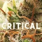 Critical Effect Taste Story Price Seeds