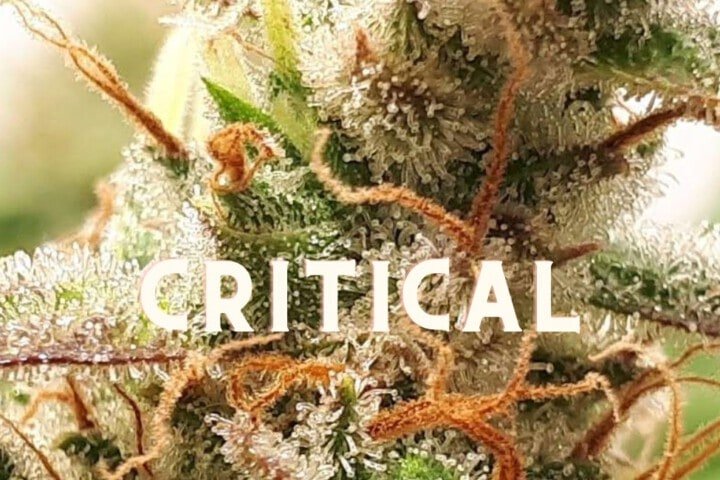 Critical Effect Taste Story Price Seeds