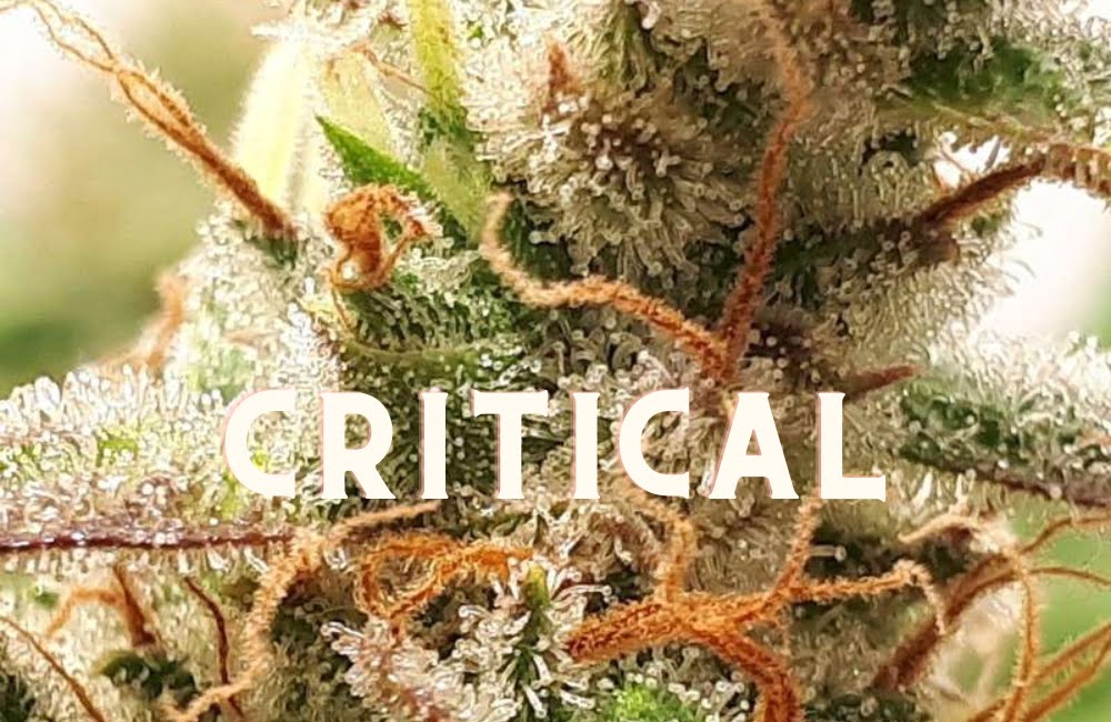 Critical Effect Taste Story Price Seeds