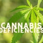 Deficiencies Cannabis Marijuana Weed Plant