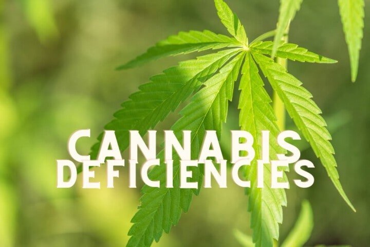 Deficiencies Cannabis Marijuana Weed Plant