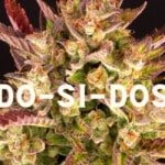 Dos Si Dos Effect Taste Story Price Seeds