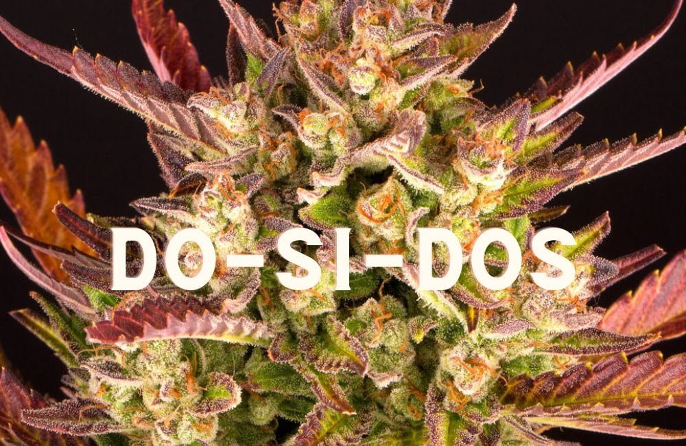 Dos Si Dos Effect Taste Story Price Seeds