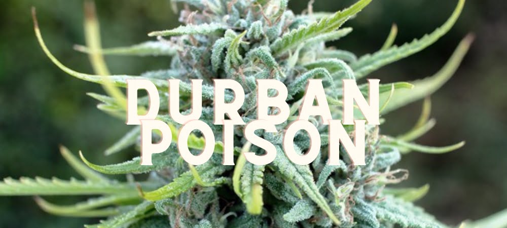 Durban Poison Cannabis Erba Gusto Effetti Prezzo Costo Semi