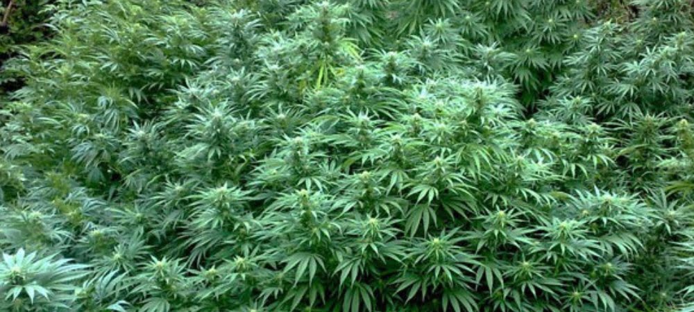 Durban Poison Cannabis Weed Marijuana Gusto Effetti Prezzo Costo Semi