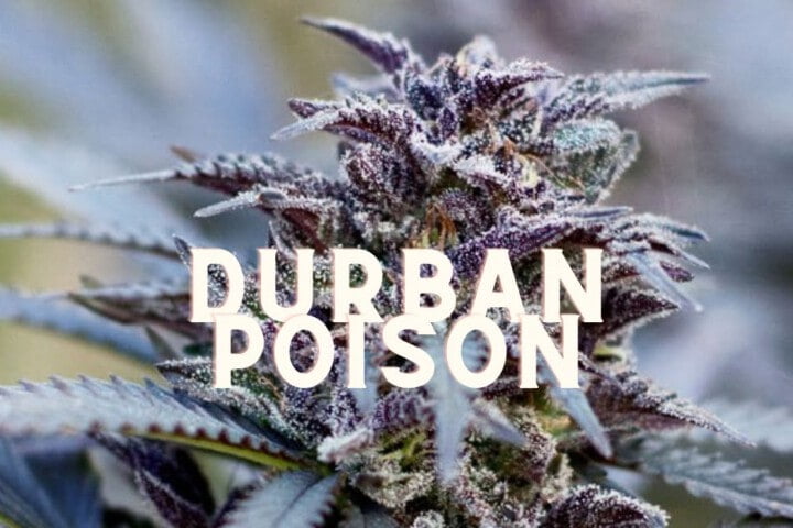 Durban Poison Effect Taste Story Price Seeds