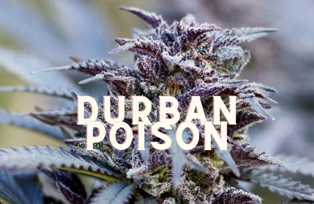 Durban Poison Effect Taste Story Price Seeds