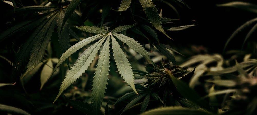 Eccessi Fertilizzante Overfert Pianta Cannabis Erba Marijuana