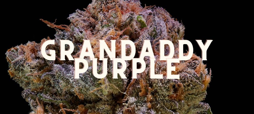 Gdp Grandaddy Purple Cannabis Weed Marijuana Gusto Effetti Prezzo Costo Semi