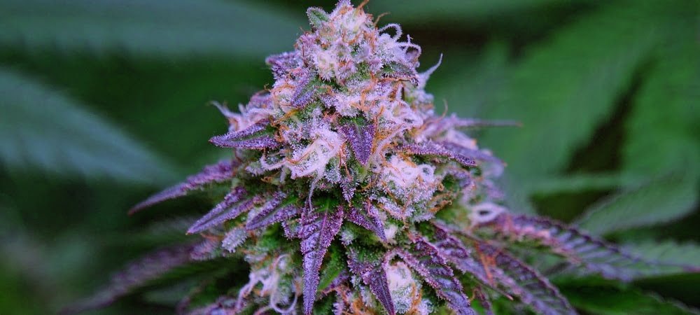 Gdp Grandaddy Purple Semi Cannabis Erba Marijuana