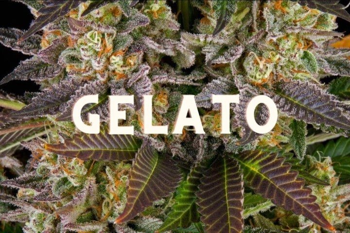 Gelato Effect Taste Story Price Seeds