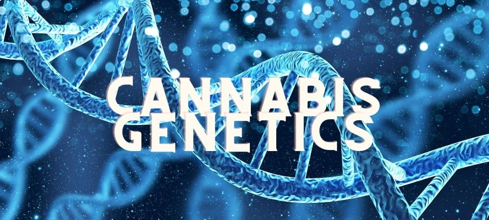 Genetica Ibl F1 S1 Bx Backcross Cannabis Erba Marijuana (1)