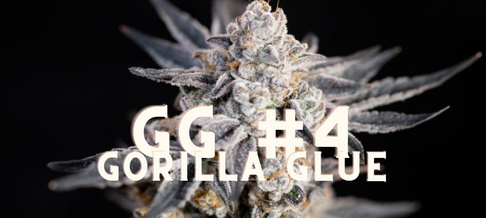 Gg4 Gorilla Glue Storia Gusto Effetti Prezzo Costo Semi