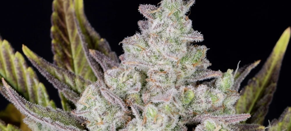 Gorilla Glue 4 Gg4 Gusto Effetti Prezzo Costo Semi