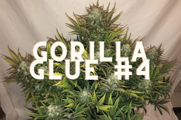 Gorilla Glue Effect Taste Story Price Seeds