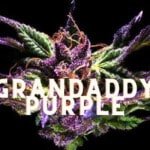 Grandaddy Purple Gdp Effect Taste Story Price Seeds