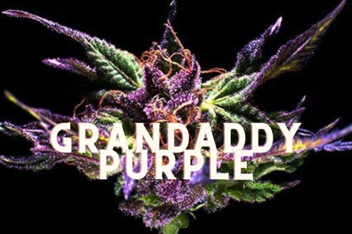 Grandaddy Purple Gdp Effect Taste Story Price Seeds