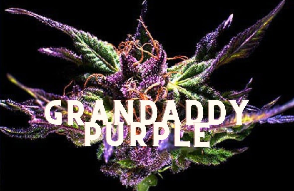 Grandaddy Purple Gdp Effect Taste Story Price Seeds