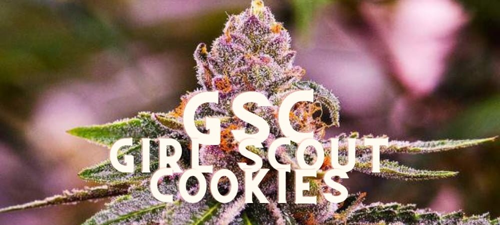 Gsc Girl Scout Cookies Storia Gusto Effetti Prezzo Costo Semi