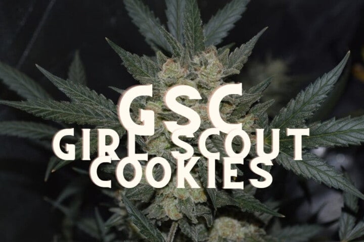 Gsc Girl Scout Cookies Effect Taste Story Price Seeds