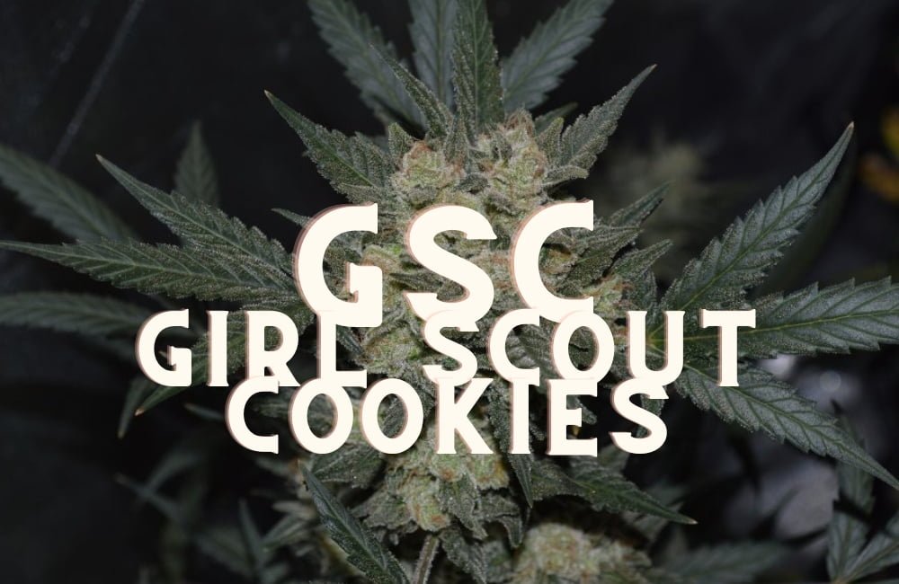 Gsc Girl Scout Cookies Effect Taste Story Price Seeds