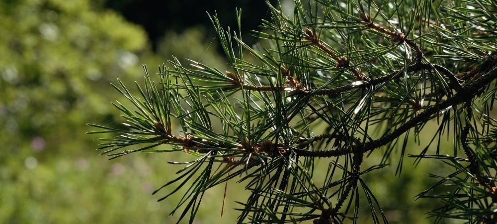 Guida Coltivazione Guerrilla Erba Marijuana Cannabis (1)