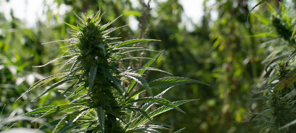 Guida Coltivazione Guerrilla Erba Marijuana Cannabis